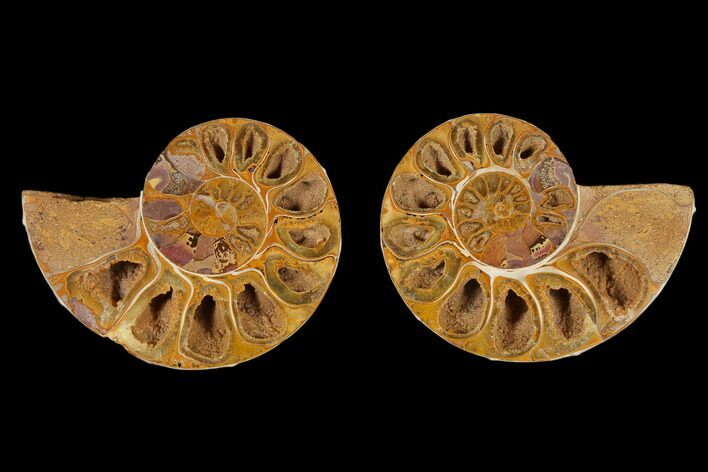 4" Cut & Polished Agatized Ammonite Fossil (Pair)- Jurassic